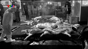 Điều tra việc đưa thịt lợn bệnh vào bếp ăn trường học